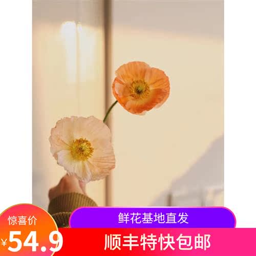 新鲜虞美人鲜花切花水养客厅家用办公室装饰云南基地顺丰包邮