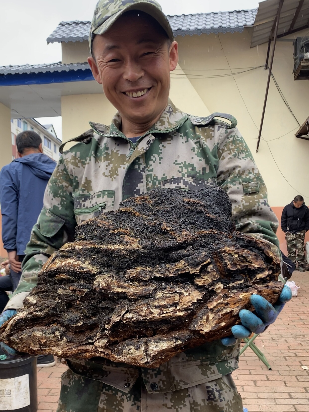 野生桦树茸 长白山桦褐孔菌 小糖人克星500克