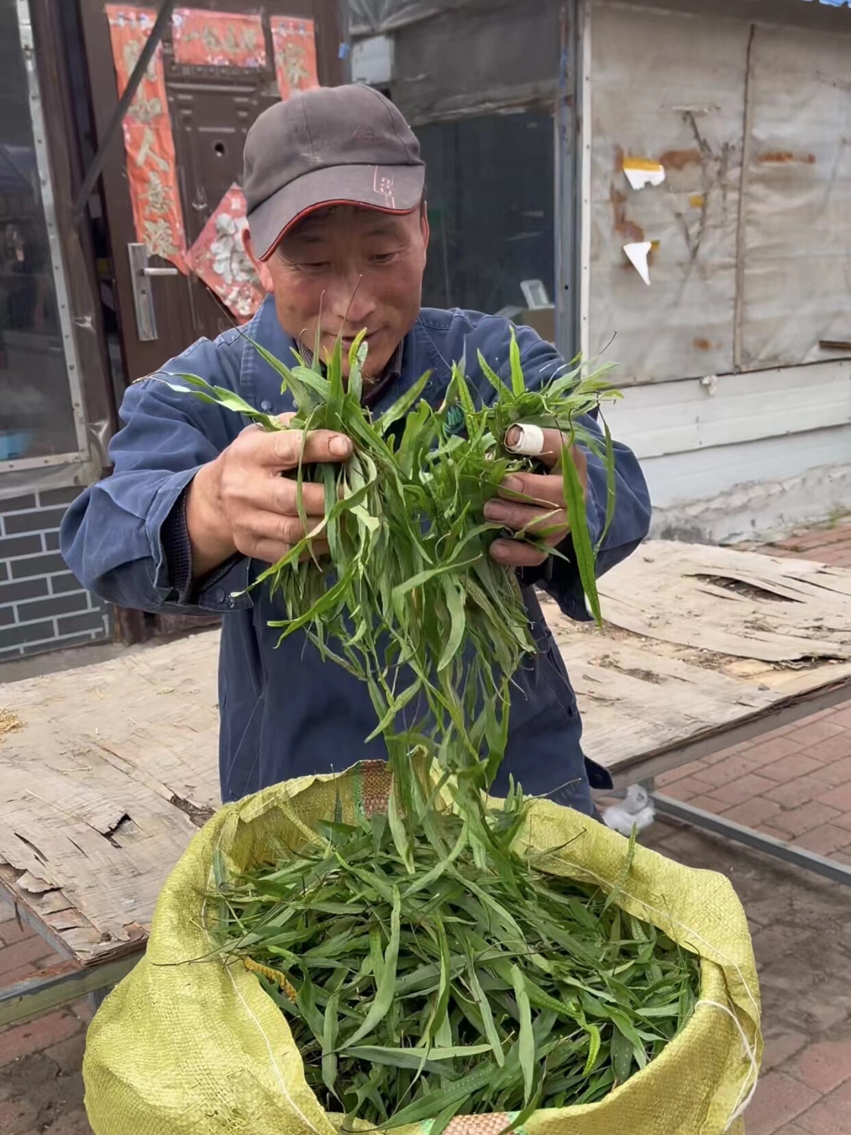 嗷嗷叫 长白山 野生黄金茶 多孢子 产地直发 保真保纯 50克一罐