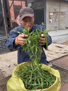 嗷嗷叫 长白山 野生黄金茶 多孢子 产地直发 保真保纯 50克一罐