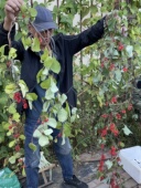 北五味果 自然晾晒干籽250克一罐 小红果子 睡眠果 长白山