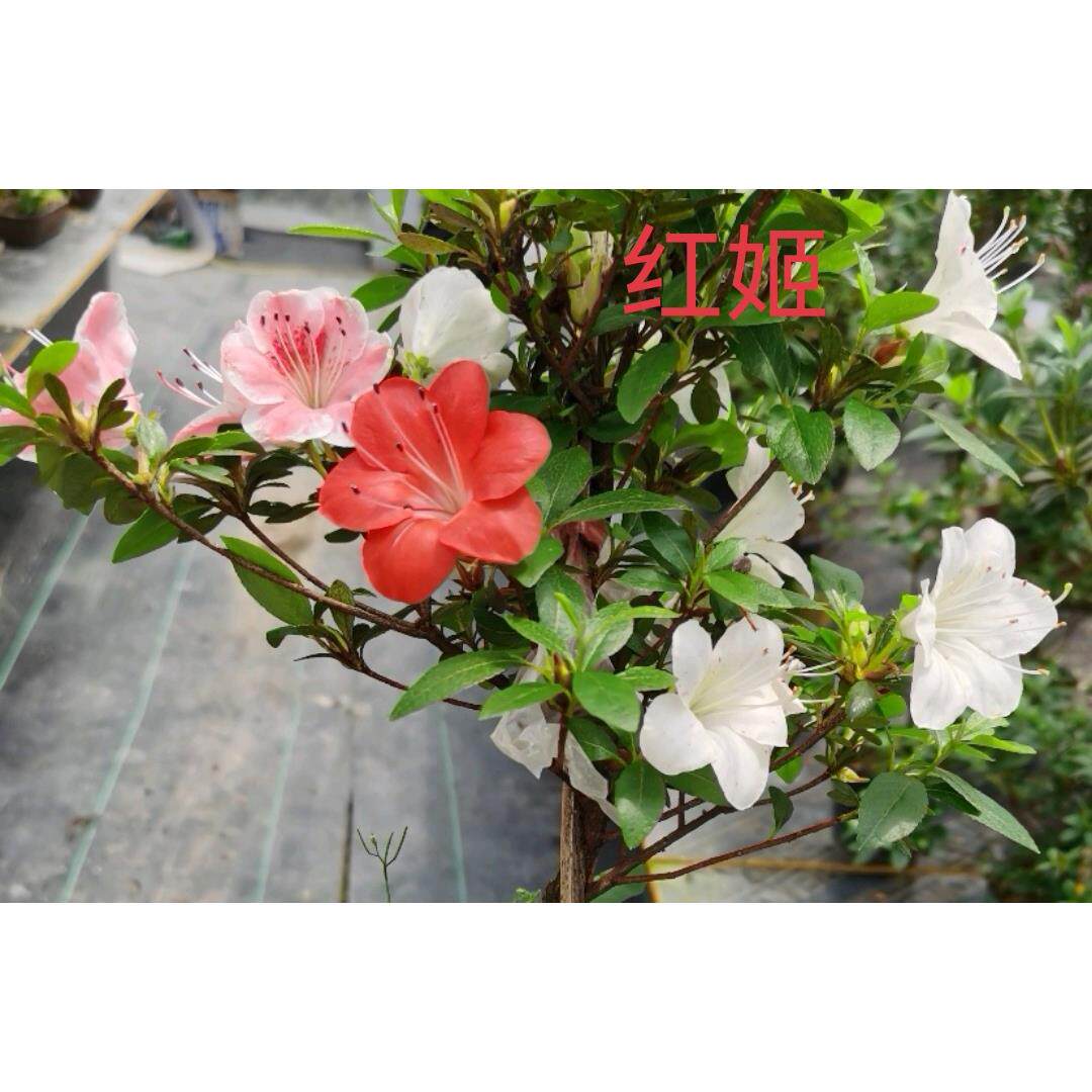 杜鹃 重瓣多色皋月杜鹃 绢姬 红姬 三重之海 初冠雪 毬子