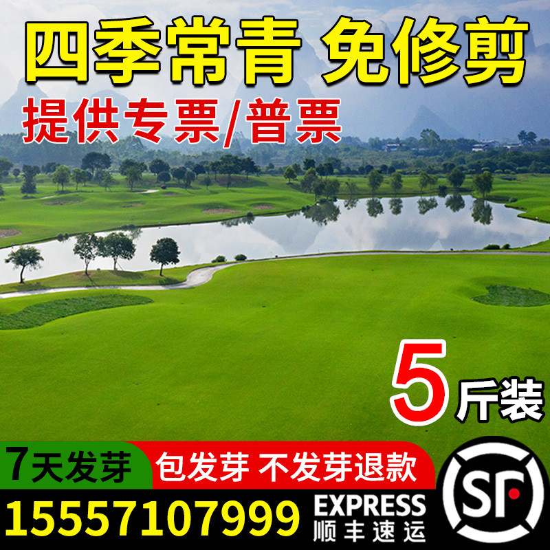草坪草籽护坡狗牙根马尼拉四季常青庭院地毯草皮绿化黑麦草种子孑