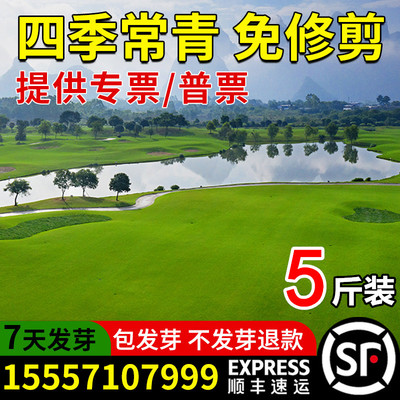 草坪草籽狗牙根百慕大免修剪四季