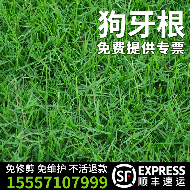 狗牙根草坪草籽带壳脱壳净籽四季常青耐寒耐旱绿化护坡固土草种子