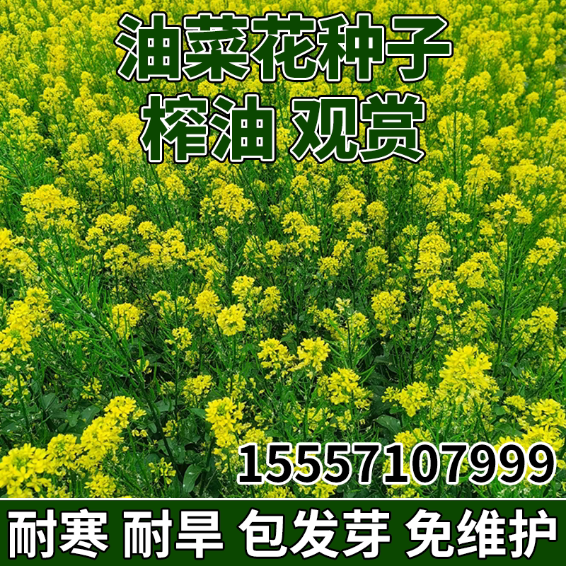 老品种高产油菜籽种子观赏油菜花种榨油油菜籽种北方耐寒花草种子