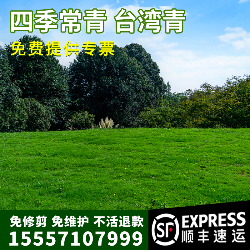台湾青草坪草籽矮生四季青草种孑绿化草籽细叶结缕草果岭草种籽子