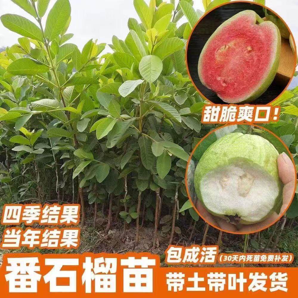 番石榴树果苗带土球红心芭乐树苗庭院盆栽地栽果树当年结果带花