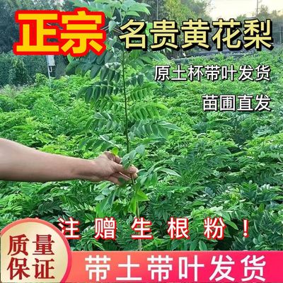 海南黄花梨树苗正宗黄花梨小苗庭院常绿名贵苗木降香黄檀珍贵植物