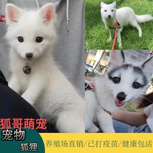 宠物狐狸白狐雪狐幼崽养殖场繁殖家庭饲养小狐狸活体宠物标价定金