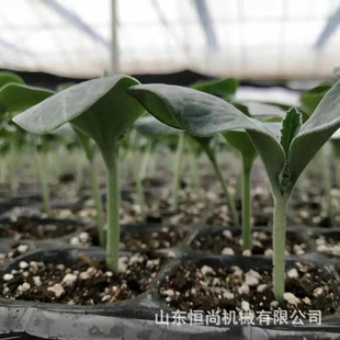 育苗基质营养土 蔬菜大棚育苗种植草炭土多肉观赏花用基质土批发
