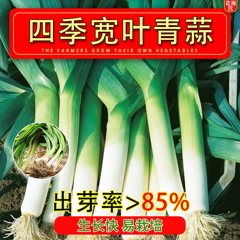 四季宽青蒜苗种籽蒜种苗蒜头种子四季大全蔬菜种子紫皮宽叶大蒜苗