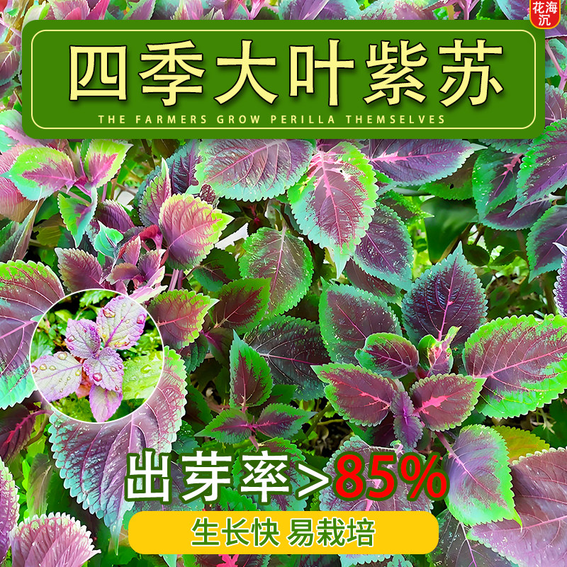 紫苏子紫苏种子紫苏叶种籽盆栽可食用种植苗四季籽种蔬菜孑苏子叶