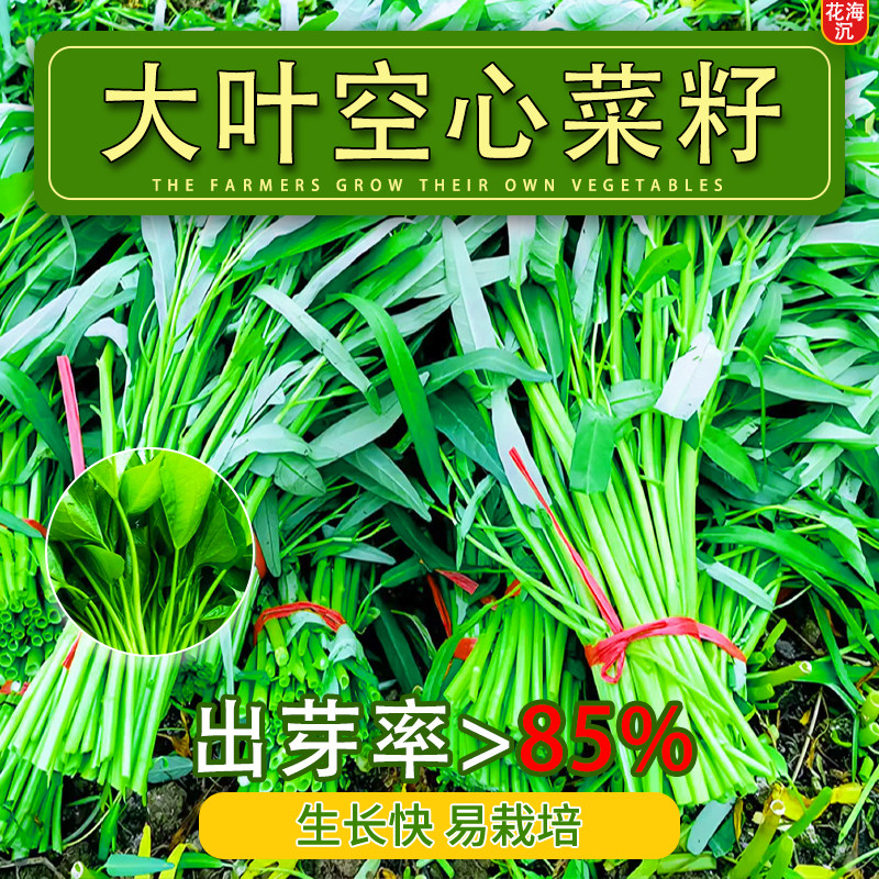 大叶空心菜种籽四季水培蔬菜种子阳台种植大叶柳叶叶通心菜苗种孑