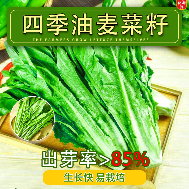 油麦菜种子四季大叶耐热油麦菜农家阳台盆栽苦菜大青菜蔬菜种籽子