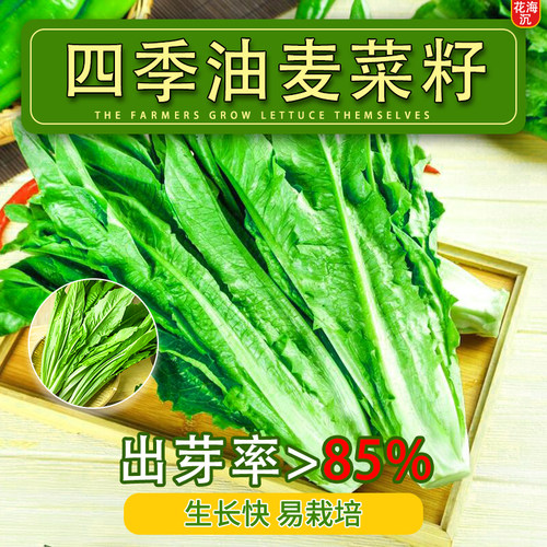 油麦菜种子四季大叶耐热油麦菜农家阳台盆栽苦菜大青菜蔬菜种籽子