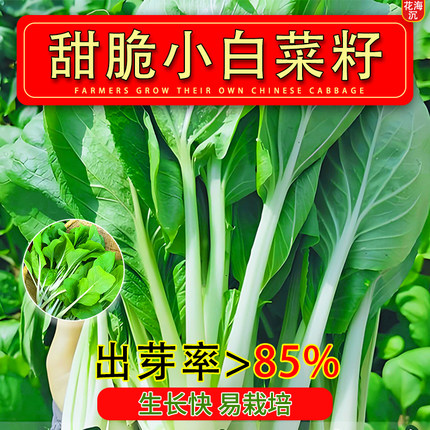 四季小白菜甜脆四季蔬菜耐热耐寒速生阳台青菜庭院盆栽快菜种籽子