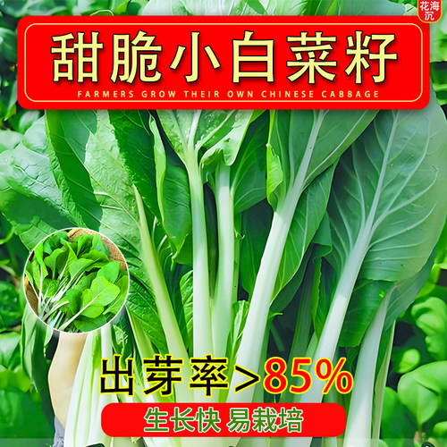 四季小白菜甜脆四季蔬菜耐热耐寒速生阳台青菜庭院盆栽快菜种籽子