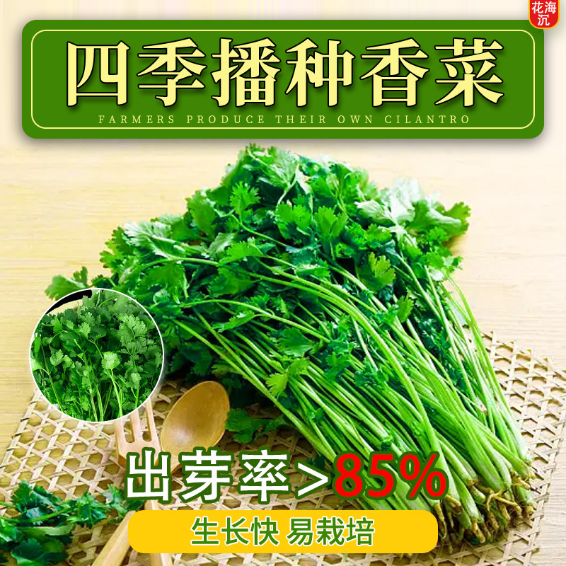 四季香菜种子大全春秋阳台大叶香菜耐热农家菜园芫荽盆栽蔬菜籽种
