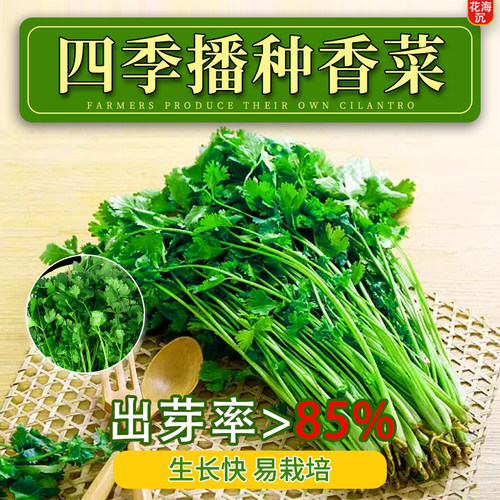 四季香菜种子大全春秋阳台大叶香菜耐热农家菜园芫荽盆栽蔬菜籽种