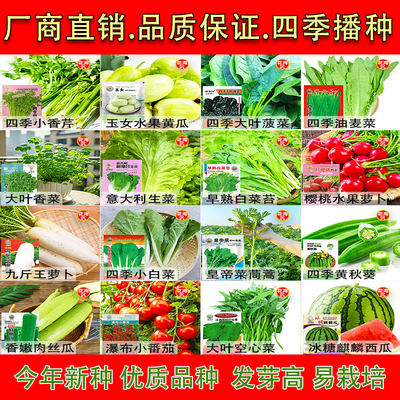 蔬菜种子大全四季白菜萝卜黄瓜辣椒种子青菜香菜白菜生菜番茄小葱