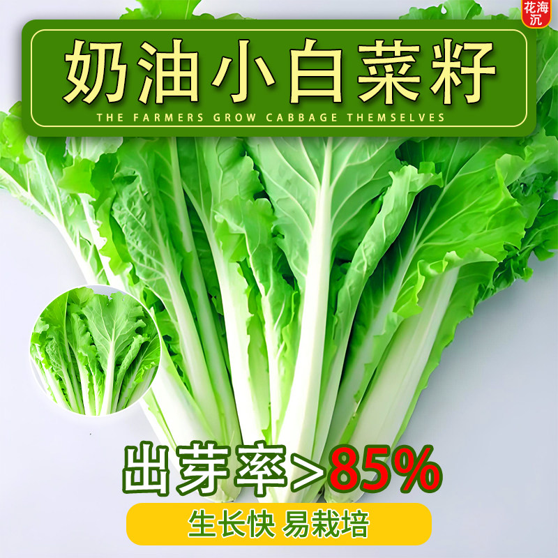 奶油快菜种子小白菜种籽四季蔬菜青菜菜种孑子籽种大全白莱快菜种
