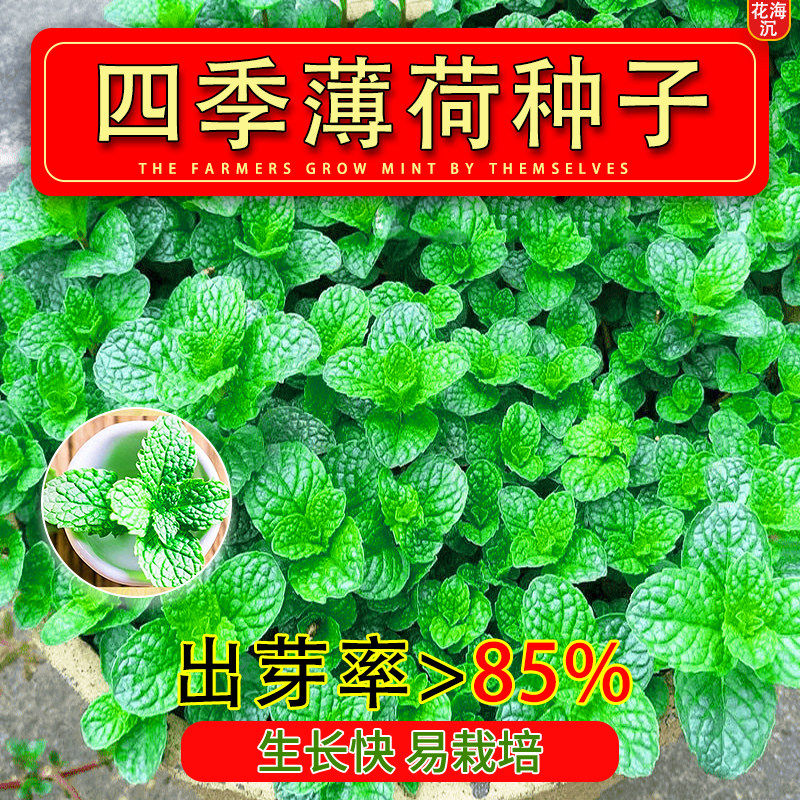 食用薄荷种子四季柠檬薄荷种子驱蚊花草植物种子阳台盆栽薄荷种籽