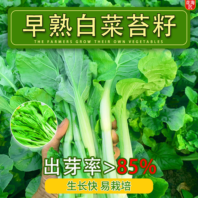 早熟白菜苔种子高产四季菜心种籽农家种植菜苔种甄选蔬菜种子大全