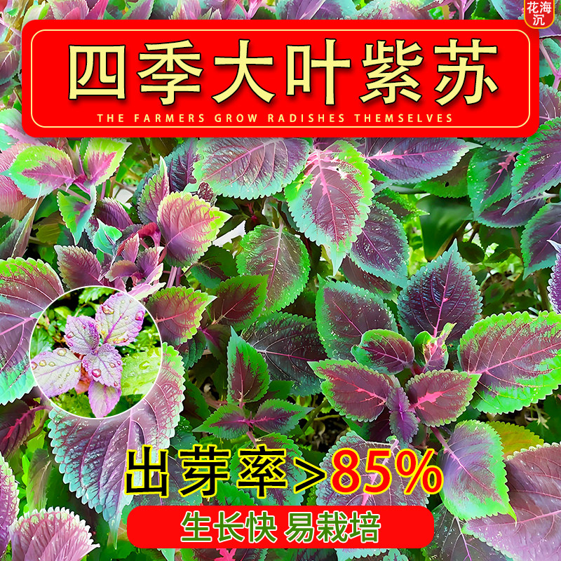 紫苏子紫苏种子紫苏叶种籽盆栽可食用种植苗四季籽种蔬菜孑苏子叶