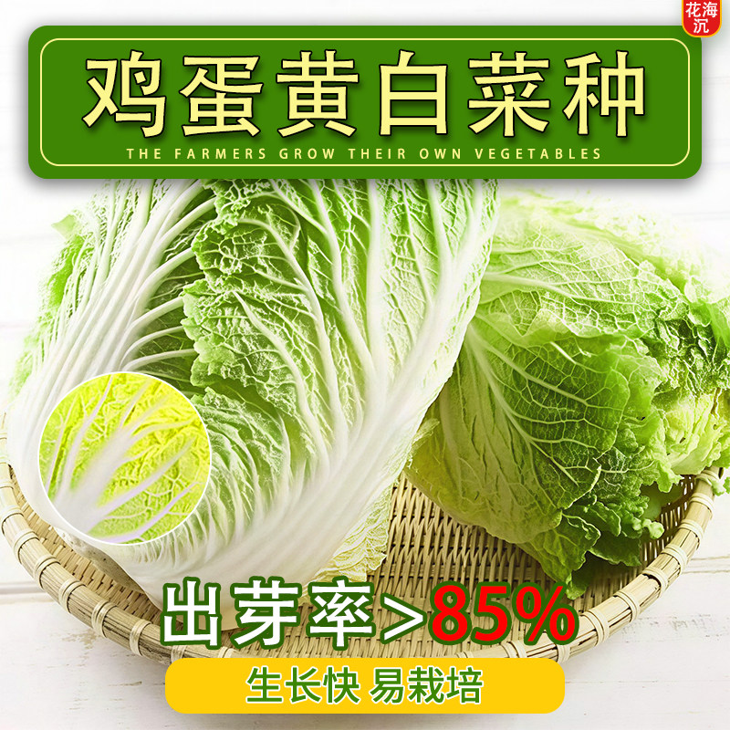 鸡蛋黄奶油大白菜种子真好吃黄心快菜种籽高产四季播田园蔬菜种子