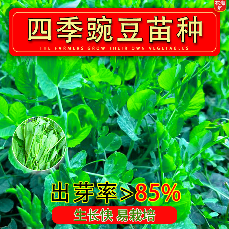 豌豆种籽大豌豆苗蔬菜种子水培龙须莱豆小尖芽菜四季种植蔬菜种孑