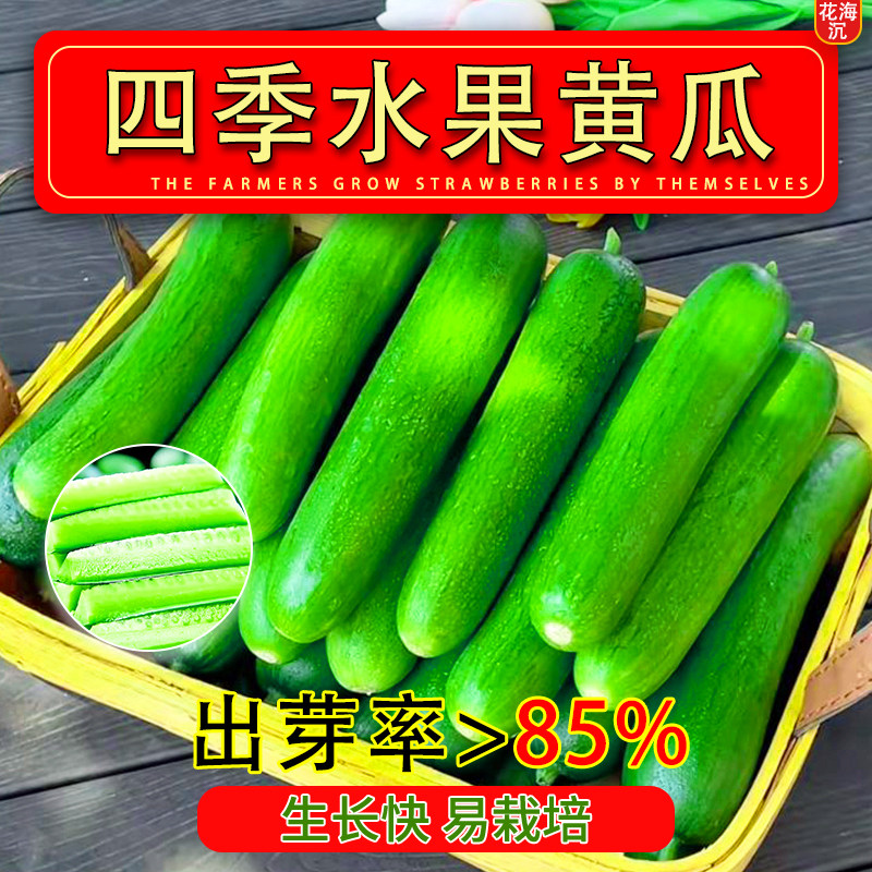 水果黄瓜种子秋黄瓜高产水果黄瓜阳台盆栽春季秋季易播种蔬菜种子
