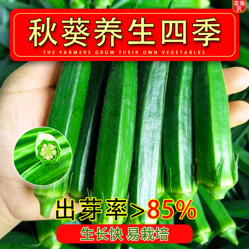 秋葵种子黄绿秋葵种籽四季播种高产黄秋葵籽农家阳台庭院蔬菜种子