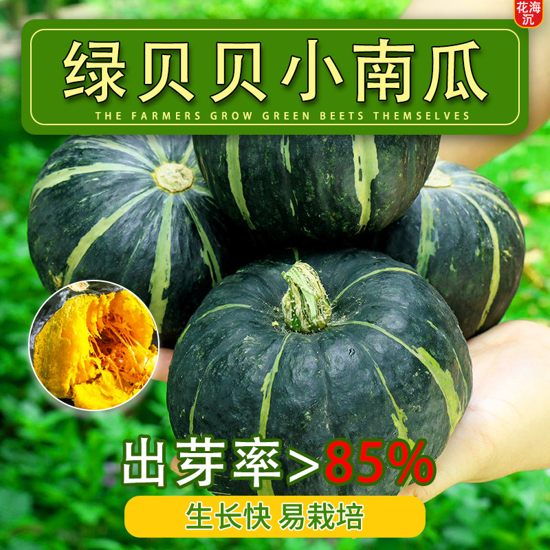 绿贝贝南瓜种子高产板栗味四季迷你贝贝小南瓜种籽春秋蔬菜种籽孑