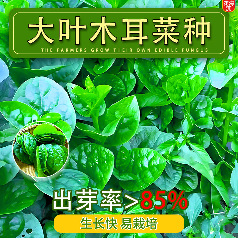 大叶木耳菜种子四季小青菜阳台盆栽菜种种植秧孑夏季菜苗蔬菜种籽