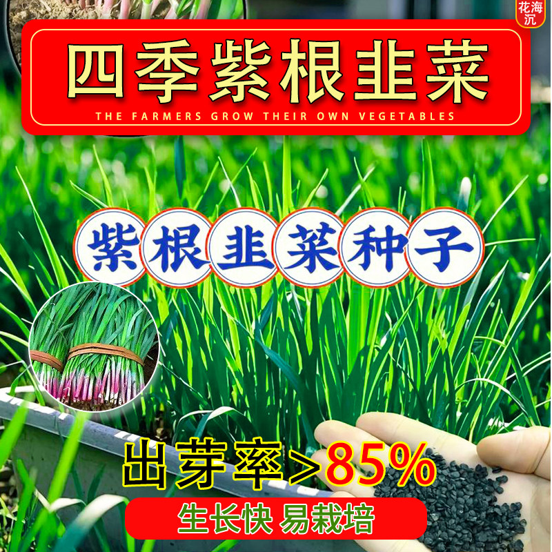 紫红根宽叶韭菜根种四季种子种籽子阳台苗紫韭菜根盆栽籽种小叶根