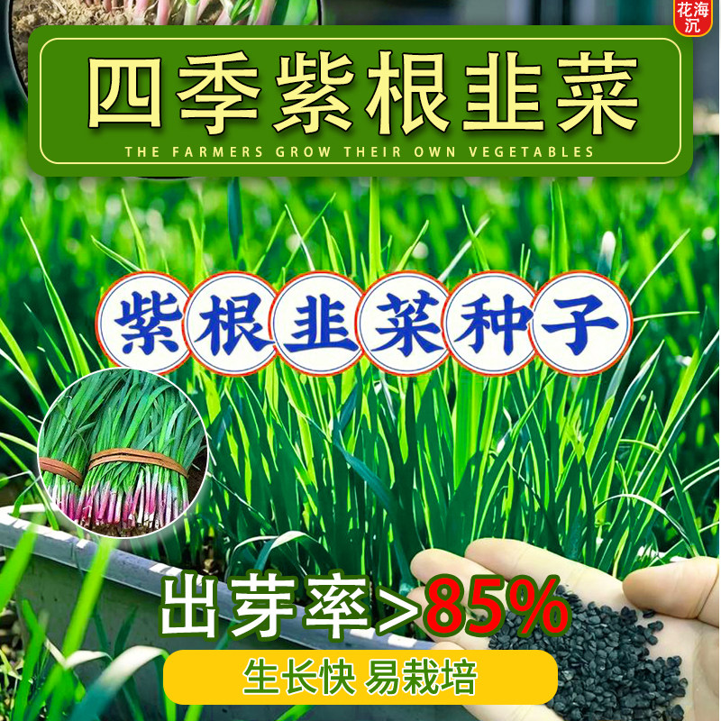 紫红根宽叶韭菜根种四季种子种籽子阳台苗紫韭菜根盆栽籽种小叶根