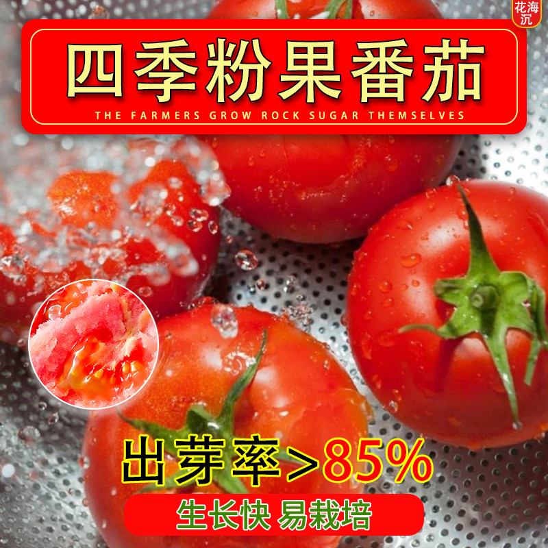 老品种粉果大番茄种籽大红四季农家西红柿种子苗阳台菜园蔬菜籽子