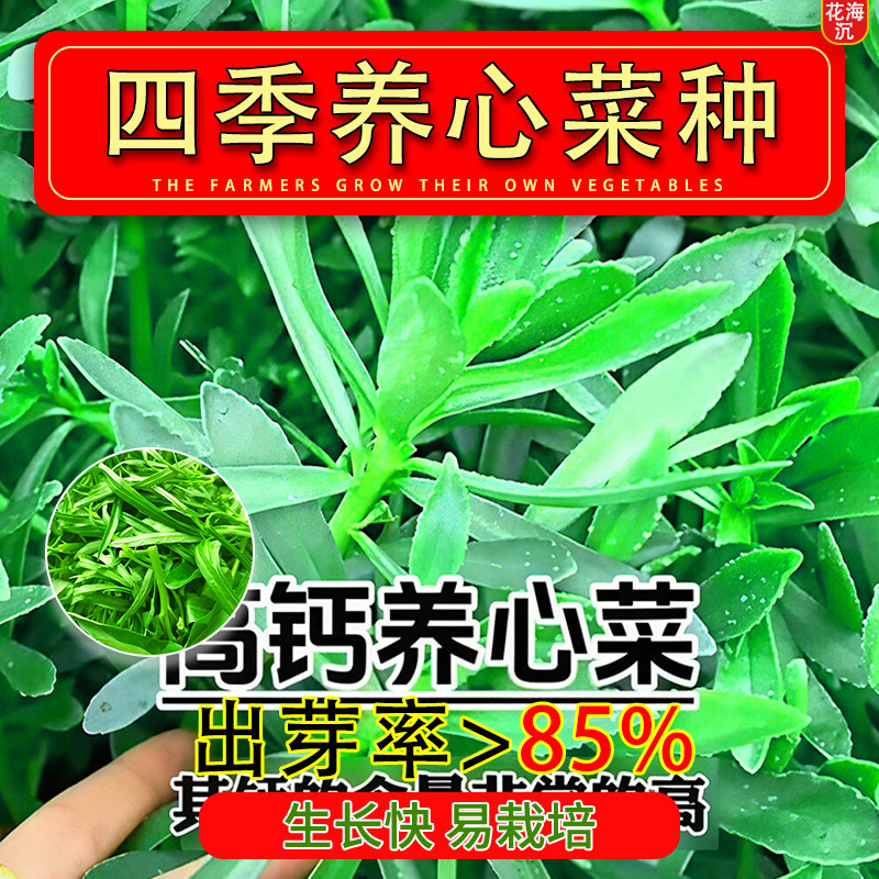 高钙养心菜种子四季高产可食用救心菜种子多茬野菜蔬菜种子养心菜