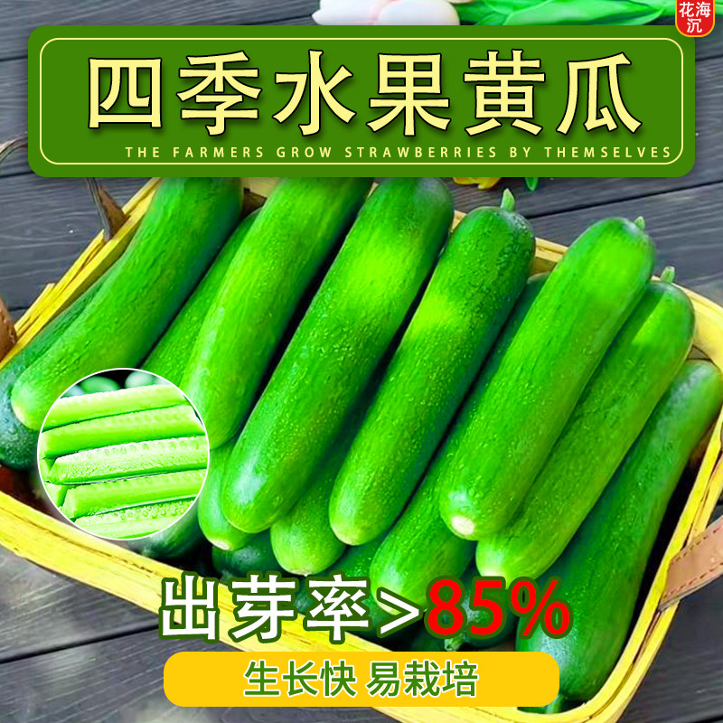 水果黄瓜种子秋黄瓜高产水果黄瓜阳台盆栽春季秋季易播种蔬菜种子