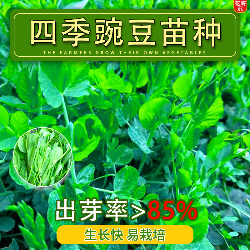 豌豆种籽大豌豆苗蔬菜种子水培龙须莱豆小尖芽菜四季种植蔬菜种孑