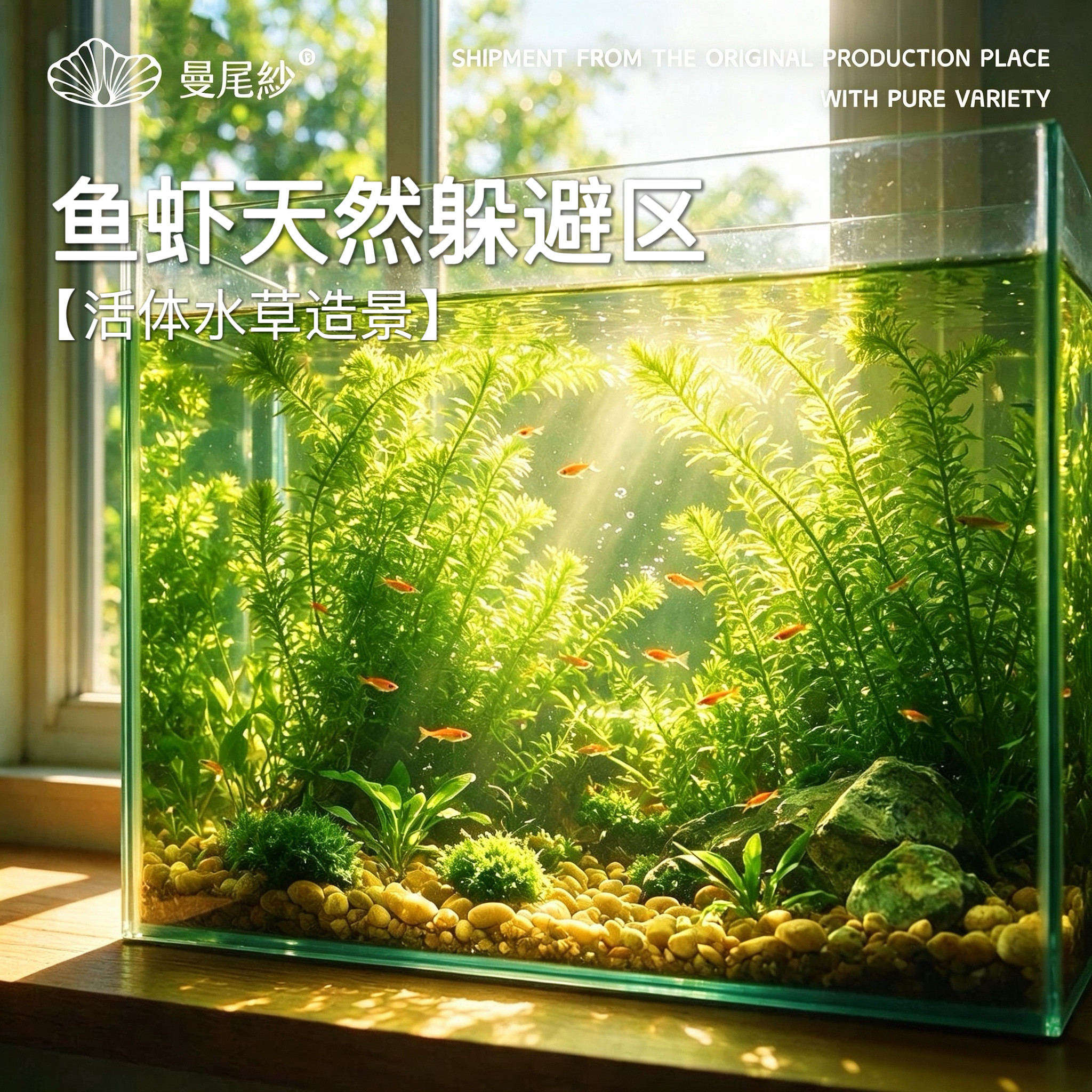 曼尾纱鱼缸水草绿植物真草绿菊水榕阴性新手水草造景摆件净化水质