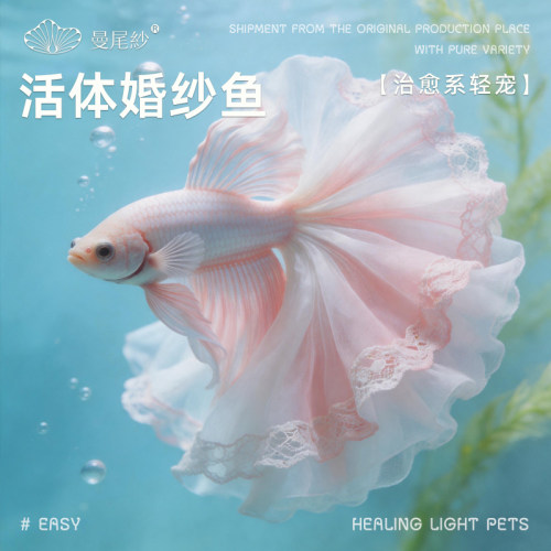 曼尾纱泰国斗鱼精选婚纱尾观赏鱼淡水鱼热带鱼桌面小宠物好养耐活
