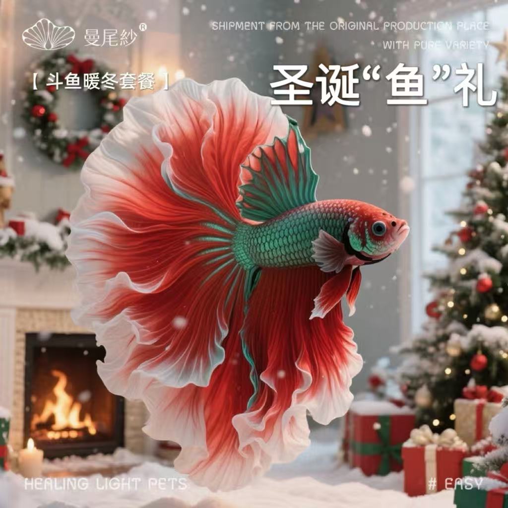 半月斗鱼观赏鱼