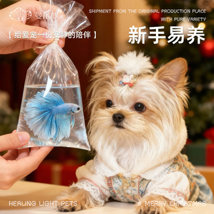 曼尾纱泰国半月斗鱼观赏鱼圣诞礼物耐活体金鱼苗猫狗玩具宠物