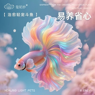 曼尾纱泰国斗鱼观赏活鱼小型鱼缸公母繁殖金鱼热带自来水好养宠物