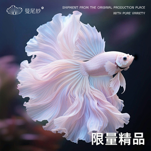 曼尾纱泰国斗鱼观赏鱼热带淡水鱼活体小型家养宠物高端半月婚纱鱼