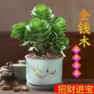 金钱木老桩多肉植物盆栽室内绿植花卉客厅桌面防辐射懒人好养盆景