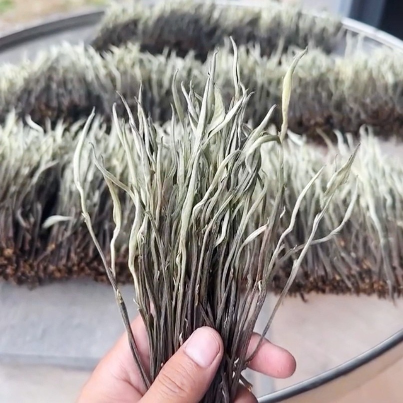 云南关公刀白茶大叶种长梗鲜叶白茶形如刀韵如蜜香甜四溢耐泡醇香