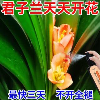 催花剂】君子兰快速拔箭专用营养液体肥防黄叶枯萎烂根催开花肥